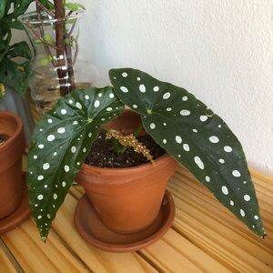 Meet your Posher, Benson